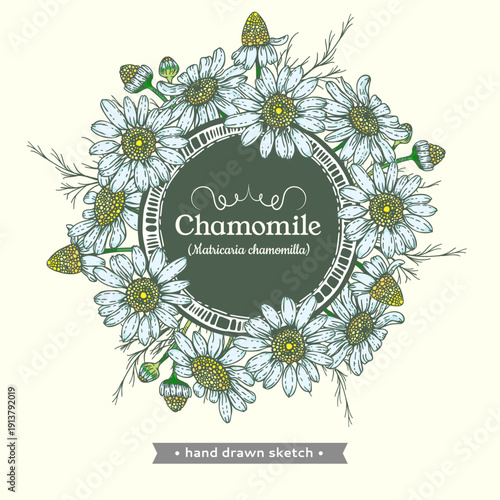 Frame of Chamomiles