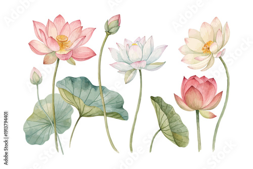 Watercolor Lotus Flower, Elegant Floral Art, vector illustration isolated on white background