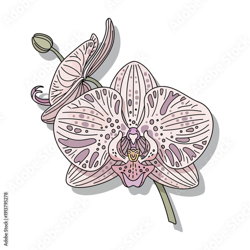 beautiful orchid flowers with pink petals