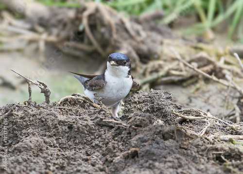 Photography Adult western house martins (Delichon urbicum) filmed on the ground collecting n