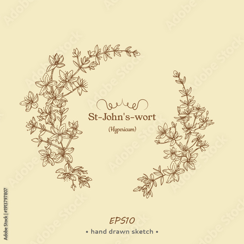 Monochrome wreath of Hypericum or St. John’s wort