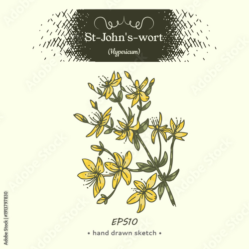 Hypericum or St. John’s wort