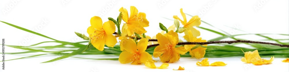 Fototapeta premium Vibrant yellow flowers on green stems isolated on white background