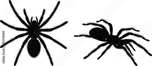 Spider tarantula silhouettes vector arachnid black icons set isolated white background illustration creepy wildlife tattoo design graphic