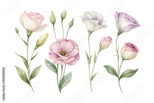 set of Watercolor Lisianthus Flower Painting, Elegant Floral Clipart, vector illustration isolated on white background