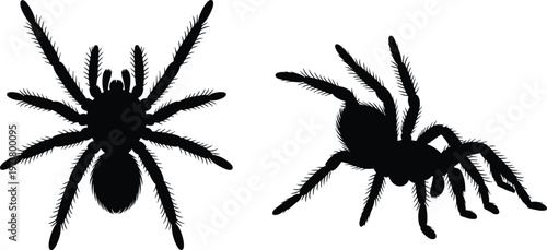 Tarantula spider silhouettes vector arachnid black icons isolated white background illustration creepy exotic wildlife tattoo design graphic set