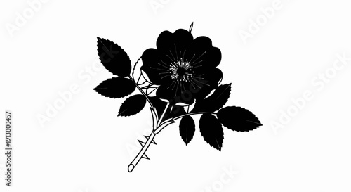 Silhouette of a wild rose with thorns on a white background