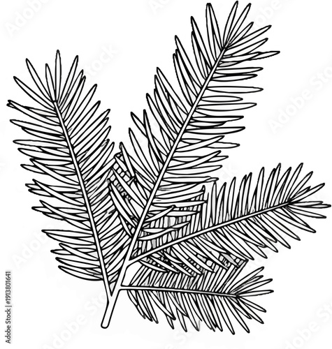 Stylized black and white line drawing of a spruce branch with needles