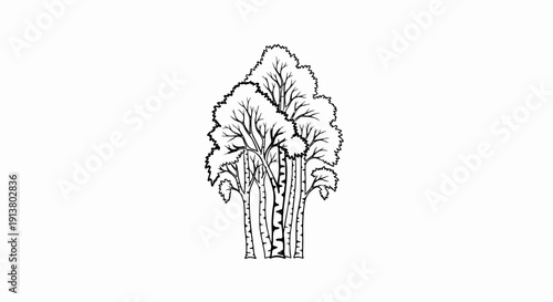 Stylized black and white drawing of a cluster of birch trees