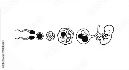 Stages of human conception and fetal development