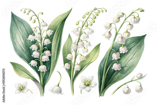 Delicate Lily of the Valley Watercolor, Romantic Spring Botanical Illustration Isolated on White