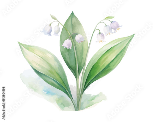 Watercolor Lily of the Valley Flower Illustration, Delicate Floral Art, isolated on white background