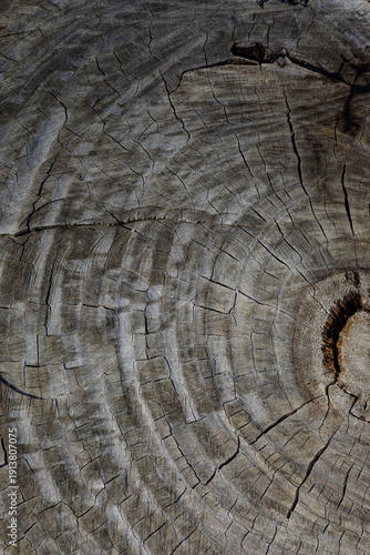 old wood background close up	
