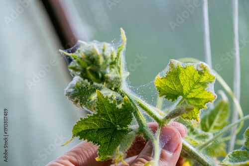 Fotografía Hand inspecting a cucumber seedling's top growth