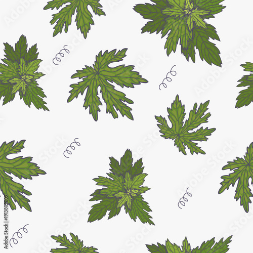 Seamless pattern of Motherwort