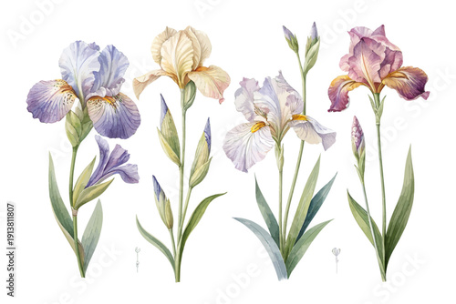 set of Watercolor Iris Flower, Elegant Botanical Element, vector illustration isolated on white background