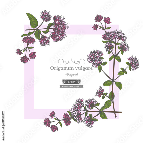 Frame of Oregano