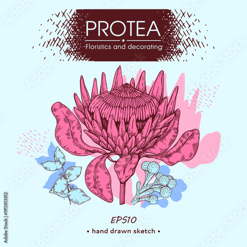 Protea flower silhouette