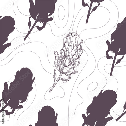 Seamless pattern of Protea flower