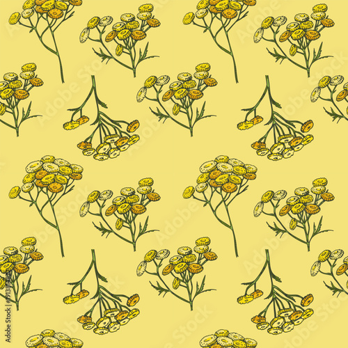 Seamless pattern of Common tansy plant