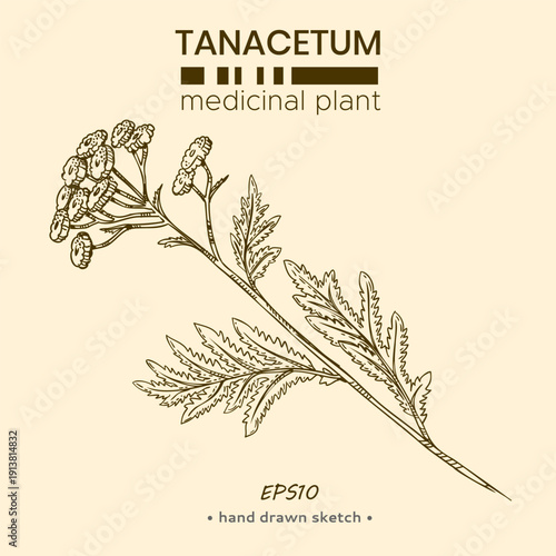 One element of Common tansy