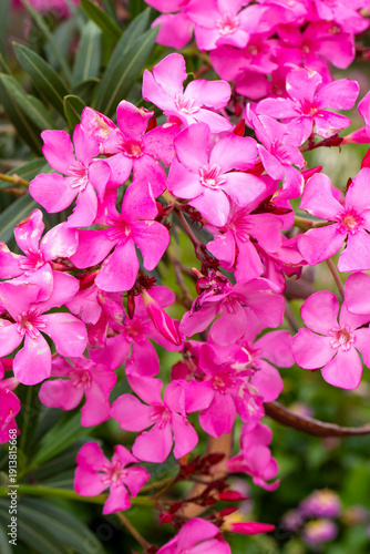 Flowering branches of pink ...