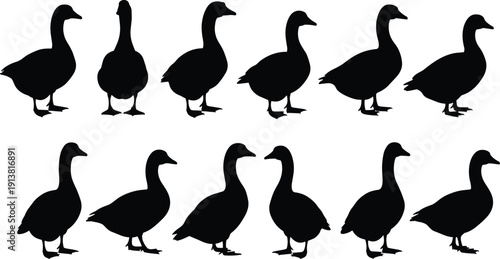 Duck silhouette illustration set, twelve black icons varied poses standing walking swimming neck orientation design, vector artwork, animal and nature theme, isolated background