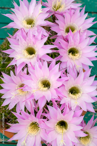 A beautiful type of cactus ...