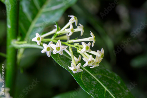 Cestrum nocturnum or Night ...