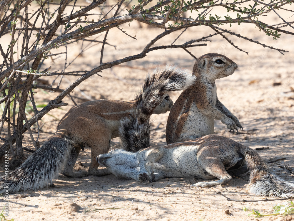 Fototapeta premium Kap-Borstenhörnchen, Xerus inauris