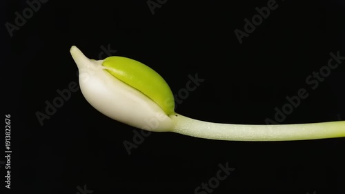 A green and white flower bud on a long stem against a dark background viewed from the side