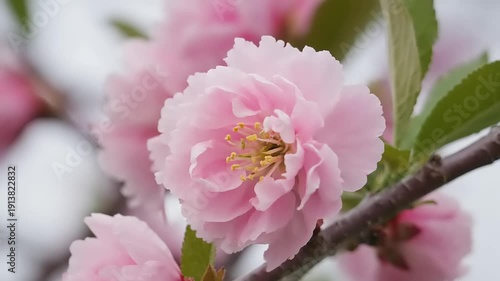 Bee collecting nectar from a blooming pink flower on a branch with leaves in a spring garden viewed closely