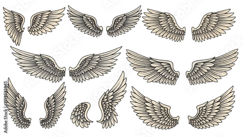 Set of various feathered wings illustrations from different viewpoints and angles