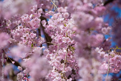 Weeping cherry tree in full bloom at Hirosaki Park, Aomori, Japan