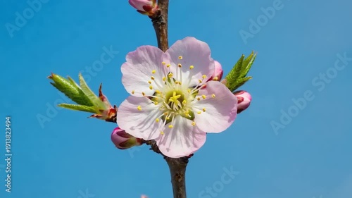 A delicate pink flower blooms on a branch against a clear blue sky, viewed from below.