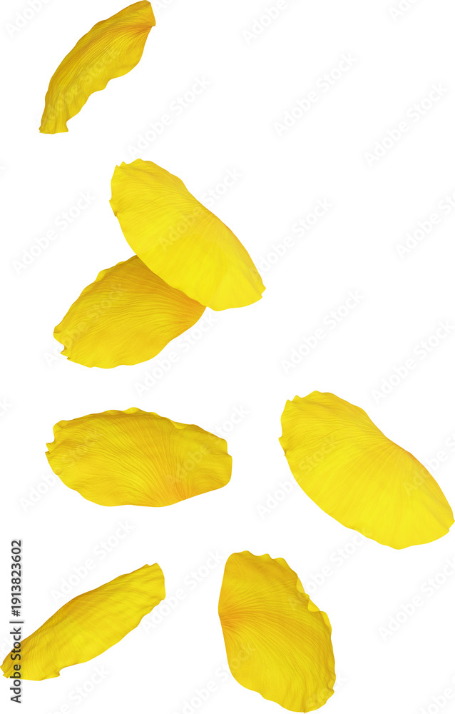 Naklejka premium Yellow Poppy Petals