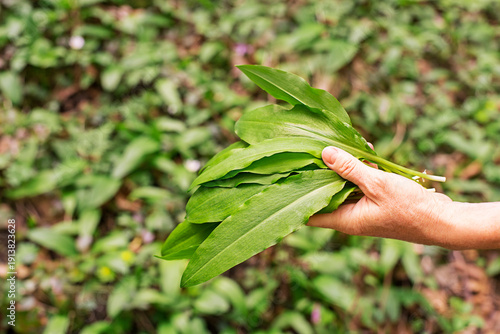 Wild garlic ramson picking