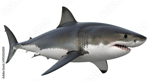 great white shark isolated
