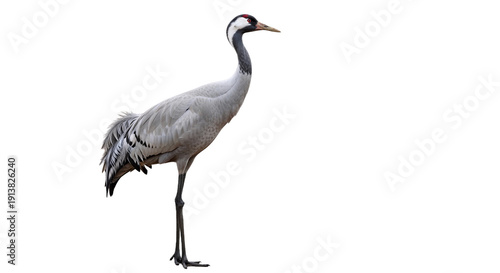 grey crowned crane isolated on white