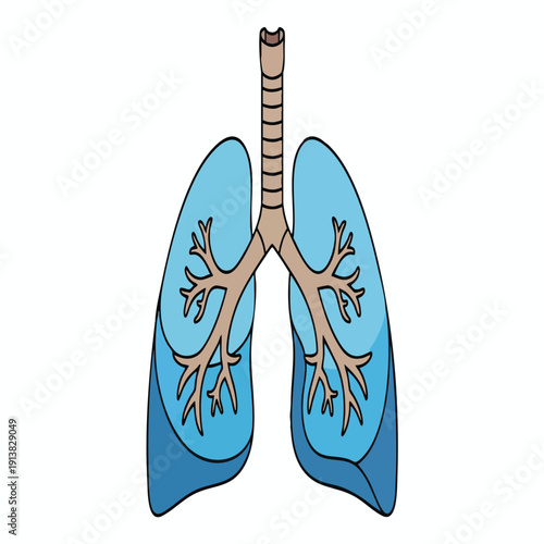 Detailed Illustration of Human Lungs and Airways for Medical and Educational Use