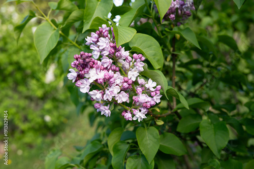 Vibrant lilac blossoms amidst lush green foliage in spring garden