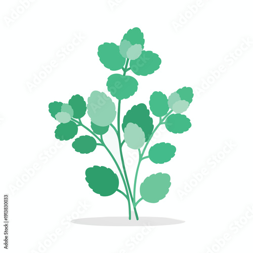 Fresh Green Herbal Plant with Bright Leaves Ideal for Gardening and Homegrown Vegetables