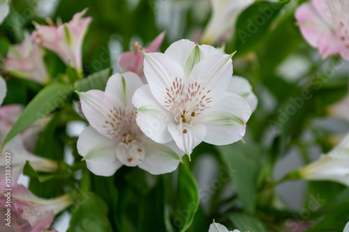 Close-up of delicate white and pink alstroemeria flowers in bloom