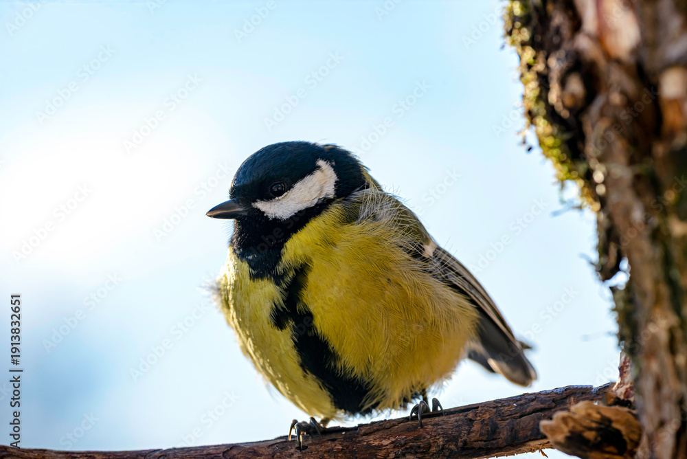 Obraz premium great tit on a branch
