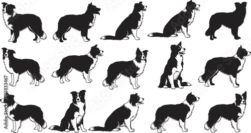 Silhouettes of Border Collie dogs in varied poses including standing, sitting, and lying down, showcasing breed characteristics, posture, and canine diversity in black outlines