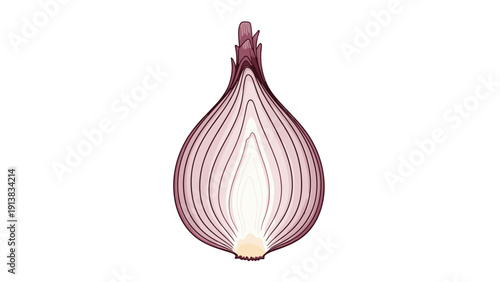 Vertical cross section of a fresh red onion bulb showing the core and concentric layers isolated on white background.