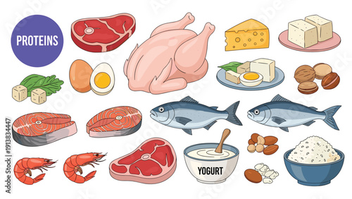 Variety of high protein food sources including meat, chicken, eggs, fish, dairy, nuts, and legumes in a colorful illustration.