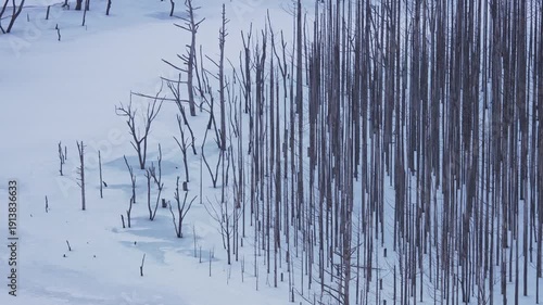 Wallpaper Mural ダムの水位が下がり残されていた立ち枯れした木が氷結した湖面より出ている様子 Torontodigital.ca