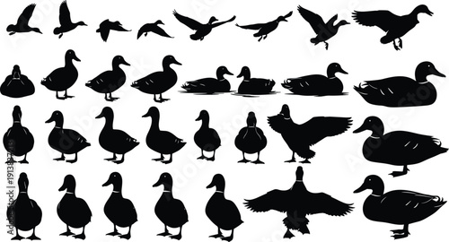 Large collection of black duck silhouettes featuring various poses including flying swimming standing and wings spread isolated on white background for nature design.