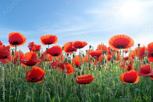 Bright red poppy flowers bloom under a clear blue sky in a field during springtime